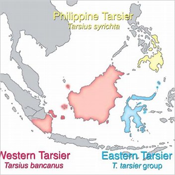 Philippine Tarsier Range And Distribution